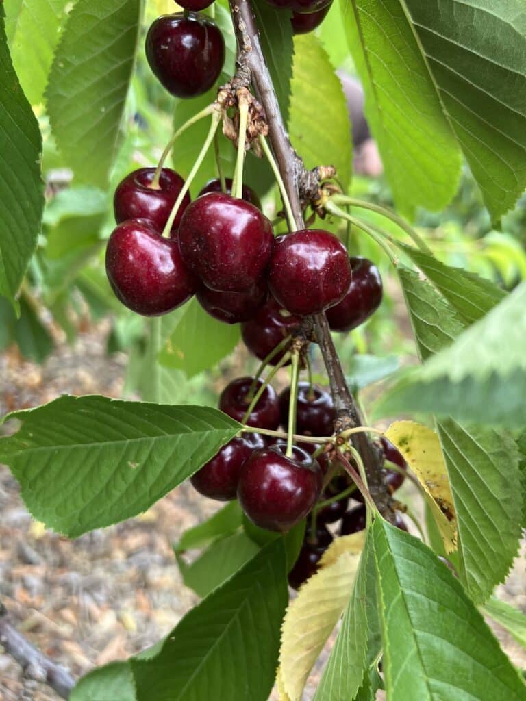 Cerises Terres Lyonnaises vergers Cerises en train de mûrir