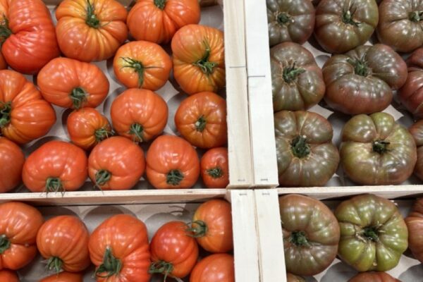tomates anciennes producteur