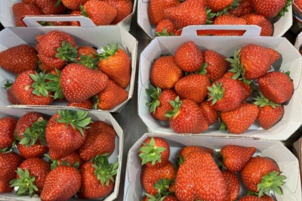 fraises monts du lyonnais